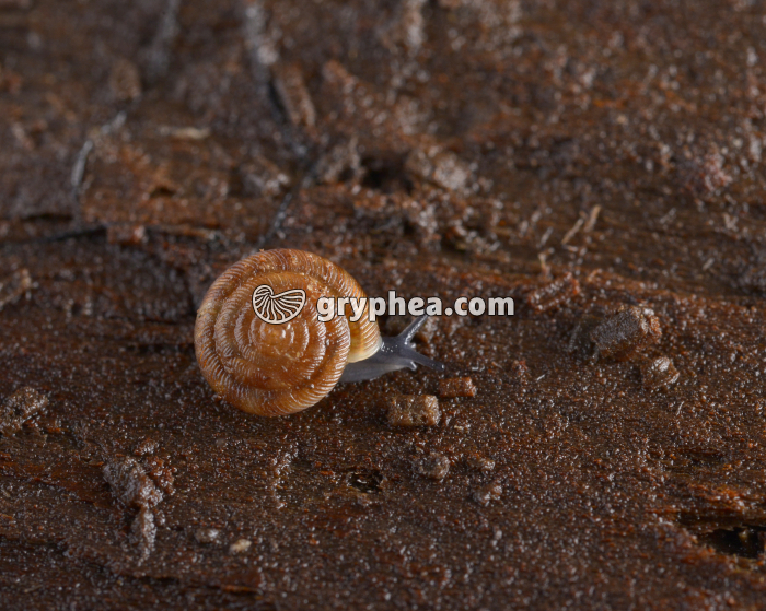 Gastéropode - gryphea.com